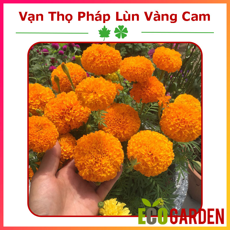 Hạt giống hoa vạn thọ pháp lùn f1 vàng cam