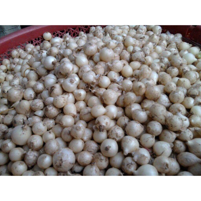 500g hành tăm miền trung loại 1 to sạch