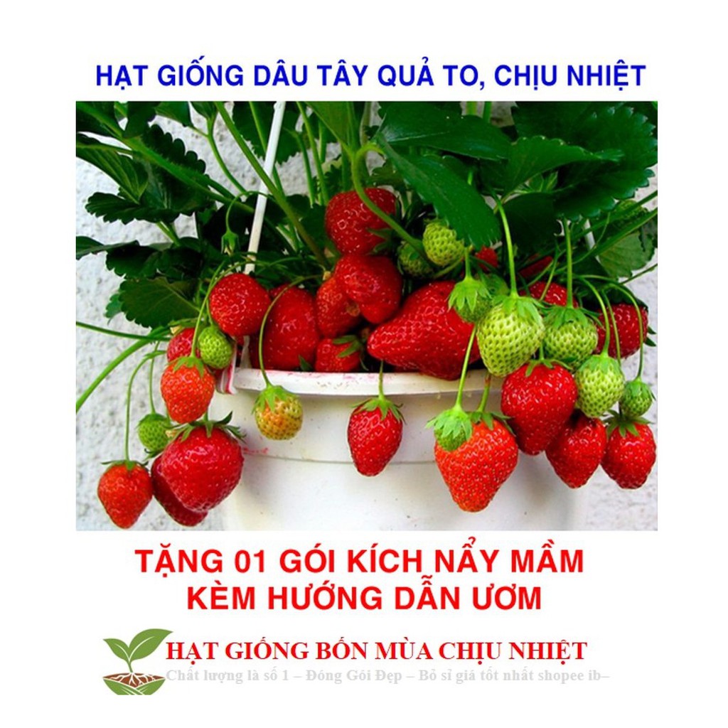 1A Gói 50 Hạt Giống Dâu Tây Đỏ Quả Siêu To Và Năng Suất Quả Siêu To Và Chịu Nhiệt F1 (  Toàn Quốc Đơn Từ 50K )