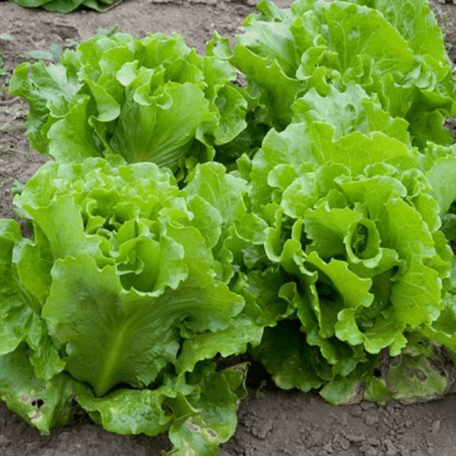MJ389 Gói 50 hạt giống rau xà lách chịu nhiệt MỚI HÁI NẢY MẦM TỐT