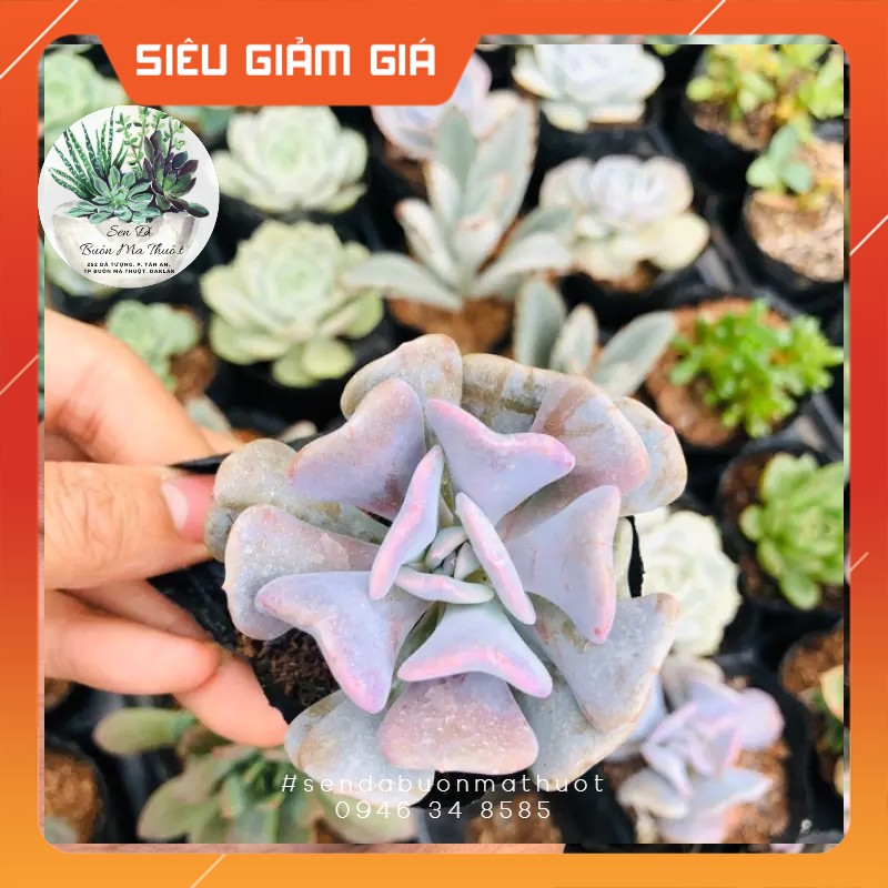 Sen đá cúc tím ❤️❤️ - sen đá buôn ma thuột - bmt garden lỗi 1 đổi 1