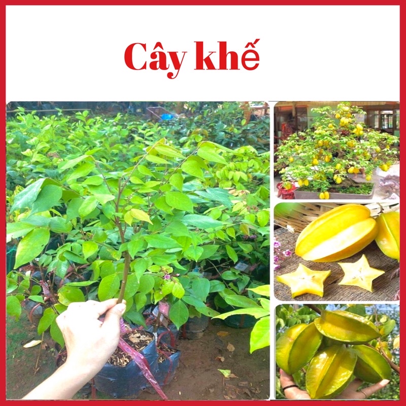 Cây khế ngọt và khế chua lùn có thể trộng chậu 6 tháng ra quả