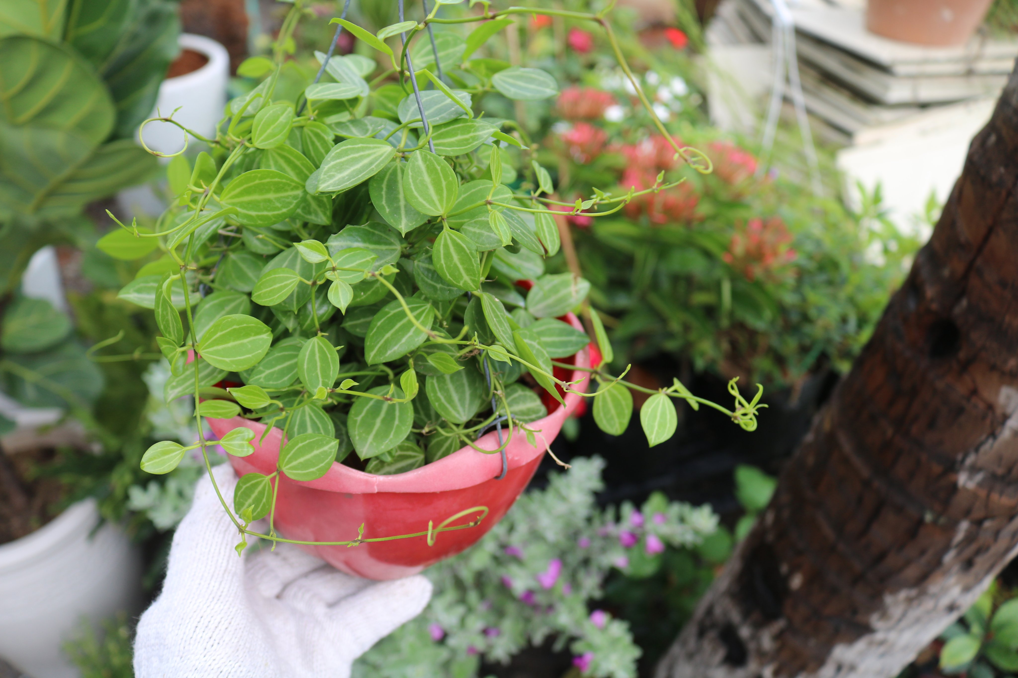 Chậu Treo Cây Hột Xoàn