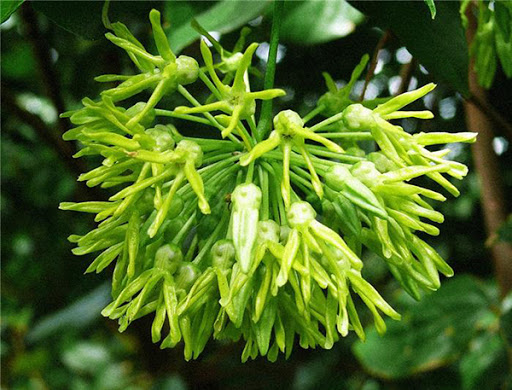 chậu cây giống hoa thiên lý bầu đất khỏe giống tốt size to