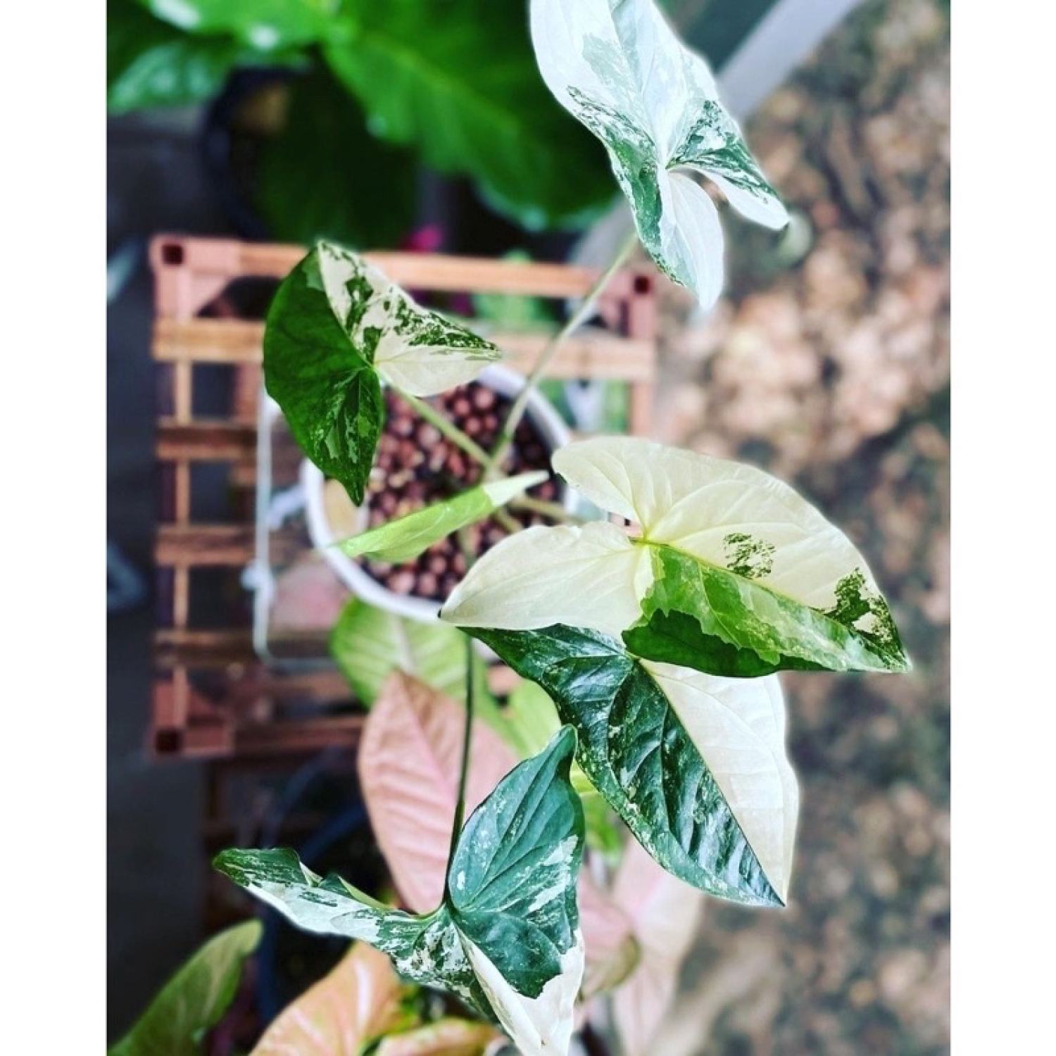 Cây Syngonium Podophyllium Albo Variegata - cây kiểng lá đẹp