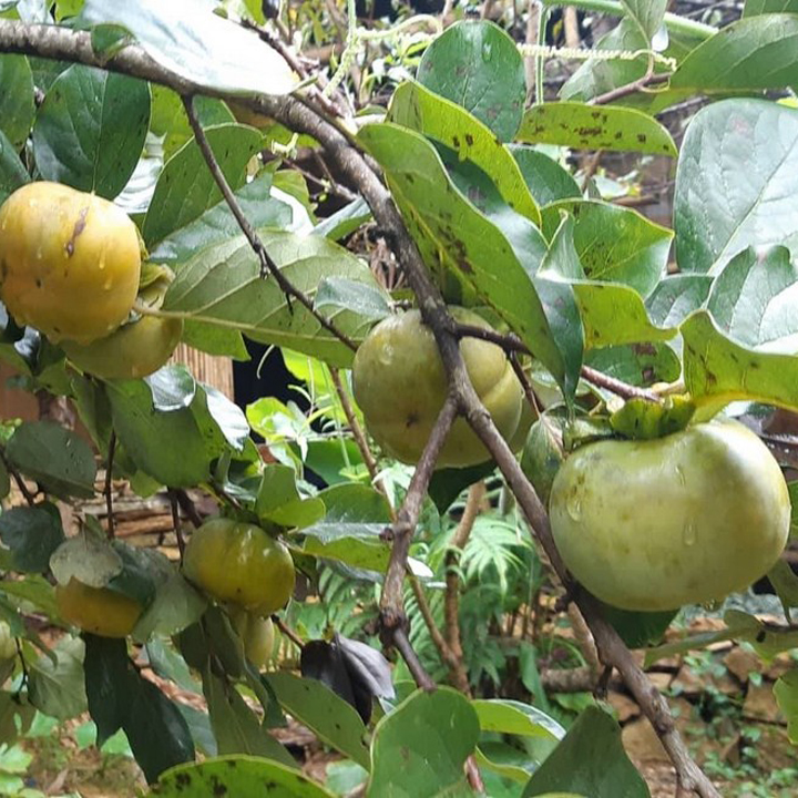 Giống Cây Hồng Giòn Nhật Bản ( 2 cây )