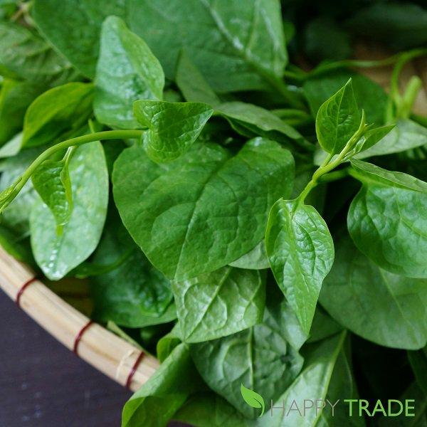 [Mới] - Hạt giống rau mồng tơi lá to  giá rẻ