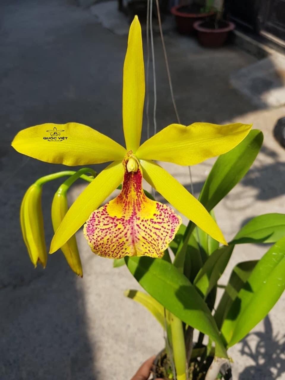 hoa lan brass Kiều Vy