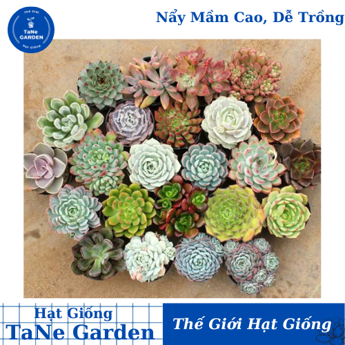 5h hạt giống sen đá mỹ mix mini - tane garden