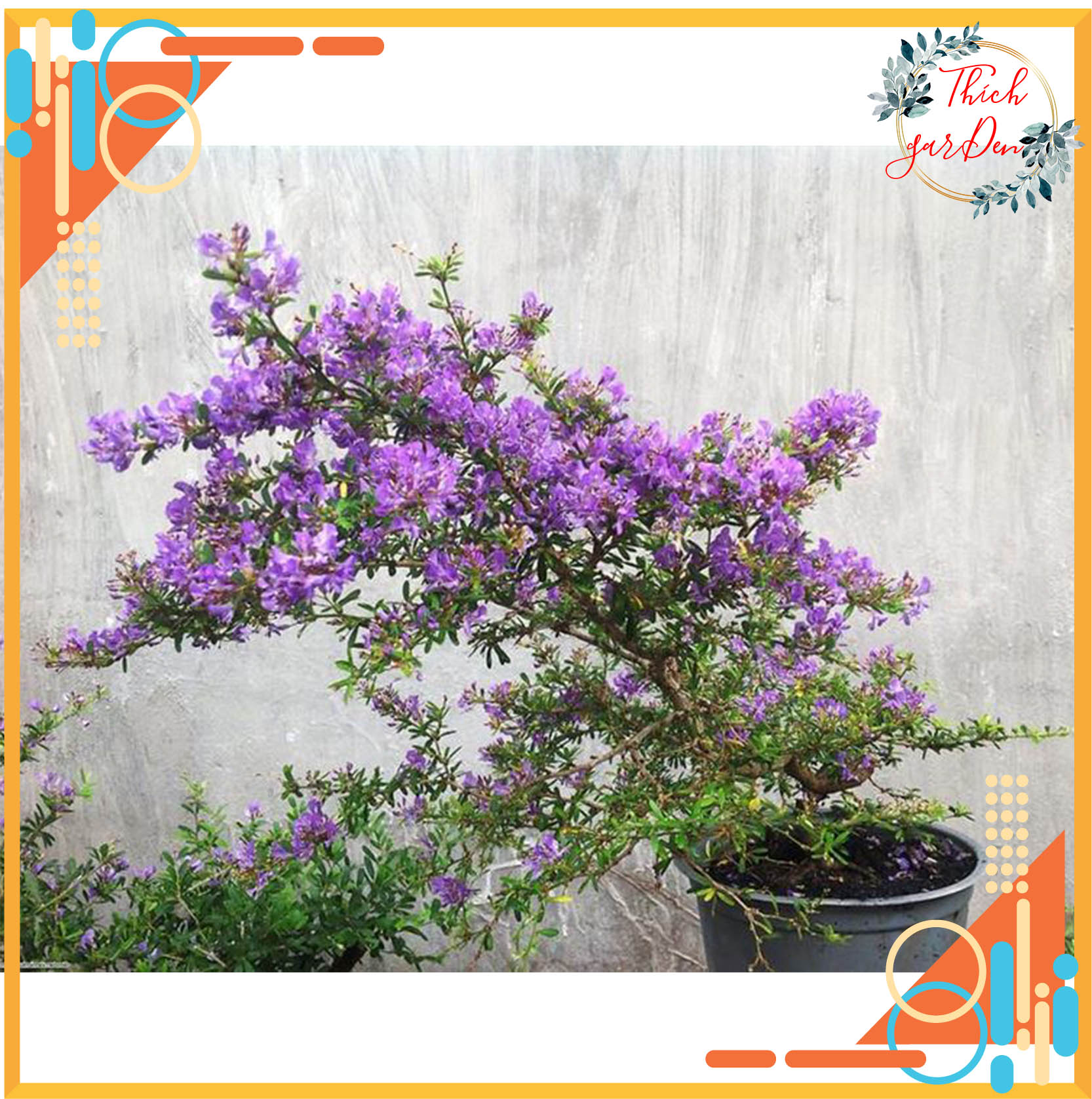 Cây linh sam 86 giống làm bonsai hoa màu tím siêu bông + tặng phân bón cho cây khỏe mạnh