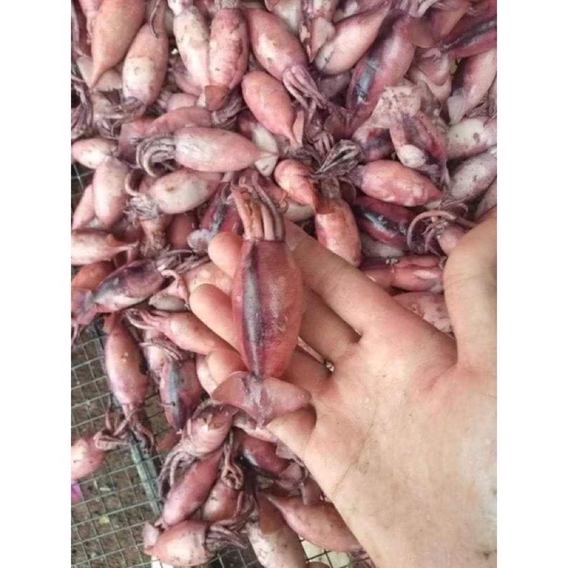 Mực hấp thuyền nghệ an 1kg