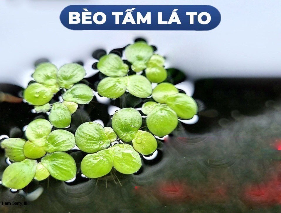 Bèo thủy sinh - bèo tấm - size lá to tím 50 cây