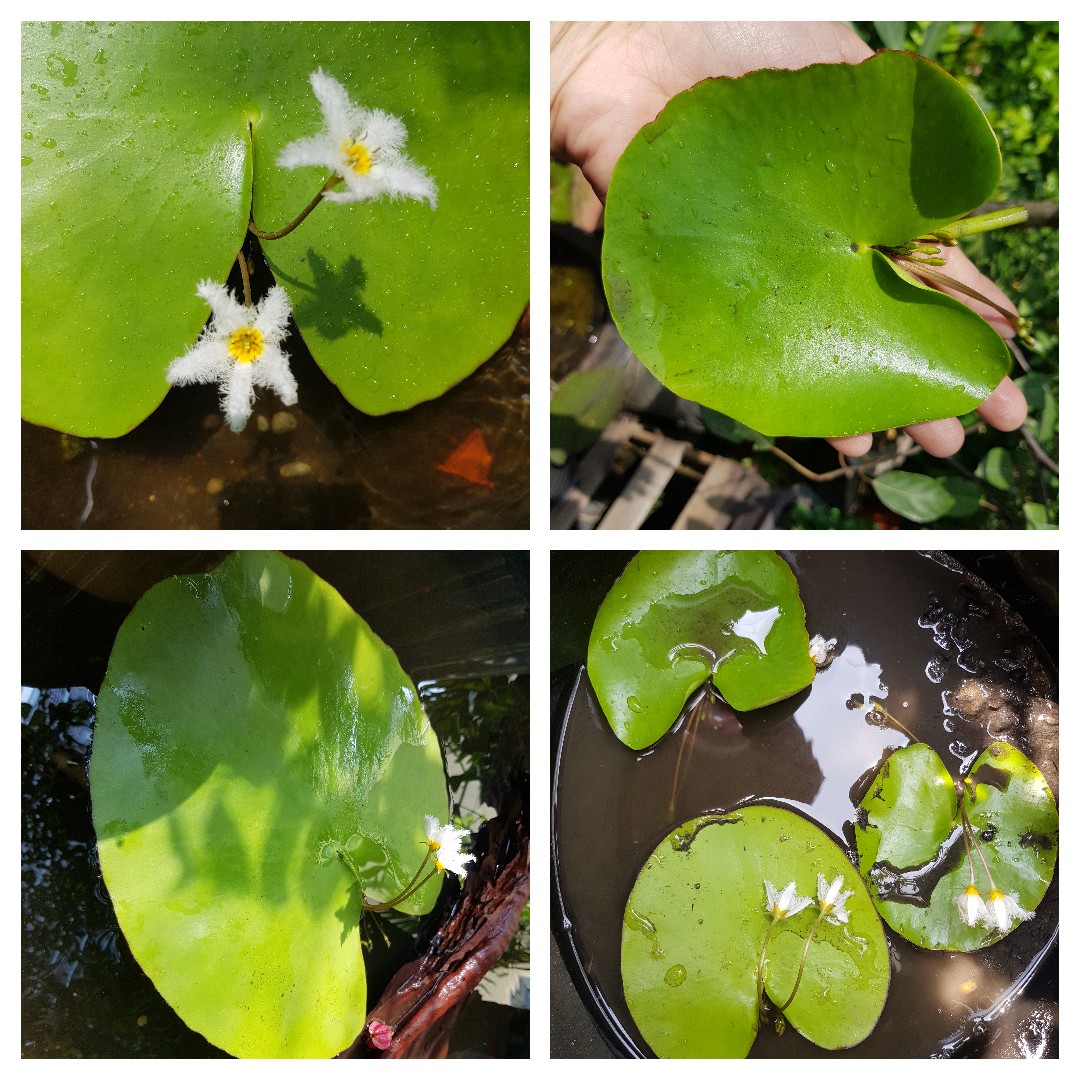 Lá Hoa Thủy Nữ Thủy sinh Nhất Diệp Liên Cây giống hoa thủy nữ thủy sinh | Minh Hân Garden