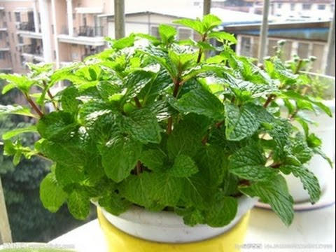 [HCM]Rau Bạc Hà - Rau Húng Lủi - Sương Sâm Lông - Gói 0.2 - 0.5Gr (Nhiều Hạt Nhỏ Li Ti)