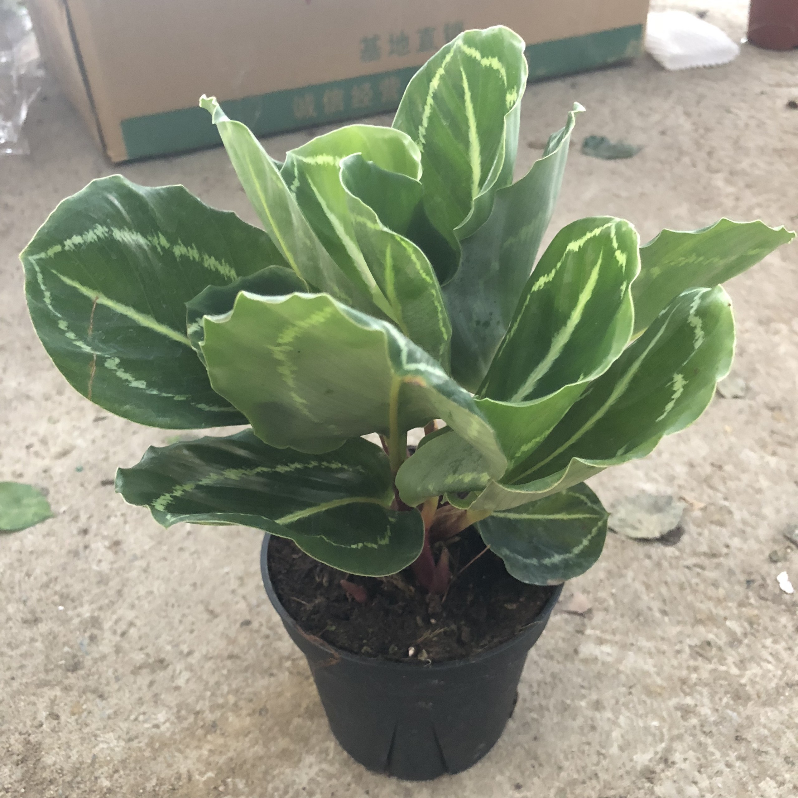 Cây ĐUÔI CÔNG XANH mini chiều cao 15-20cm, Cây sum suê nhiều lá to đẹp, Cây thích hợp sử dụng làm cây để bàn, trang trí tiểu cảnh