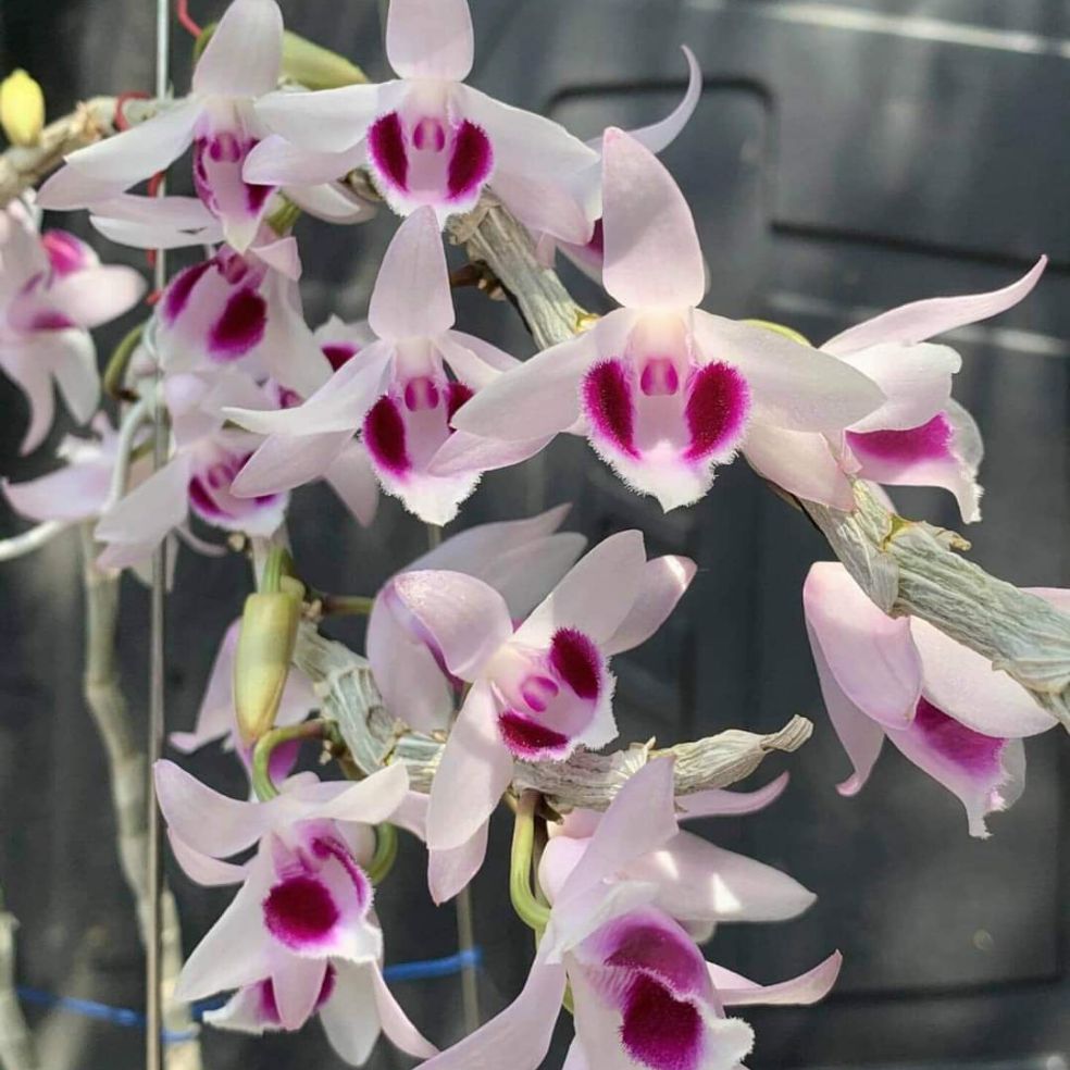 [Chuẩn iống F1] Hoa phong lan - ám lá nhựa địch quả( cao 25cm, bộ rễ khỏe, trồng thuần tự nhiên) siêu đẹp