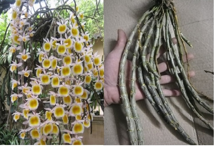 Một khóm lan rừng long tu xuân - Lan long tu bóc rừng về ghép ra giêng nở hoa