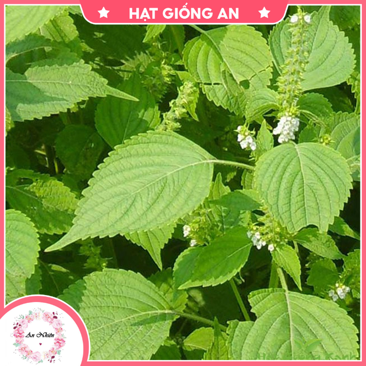 Hạt giống rau kinh giới mv - 70 - hat giong an