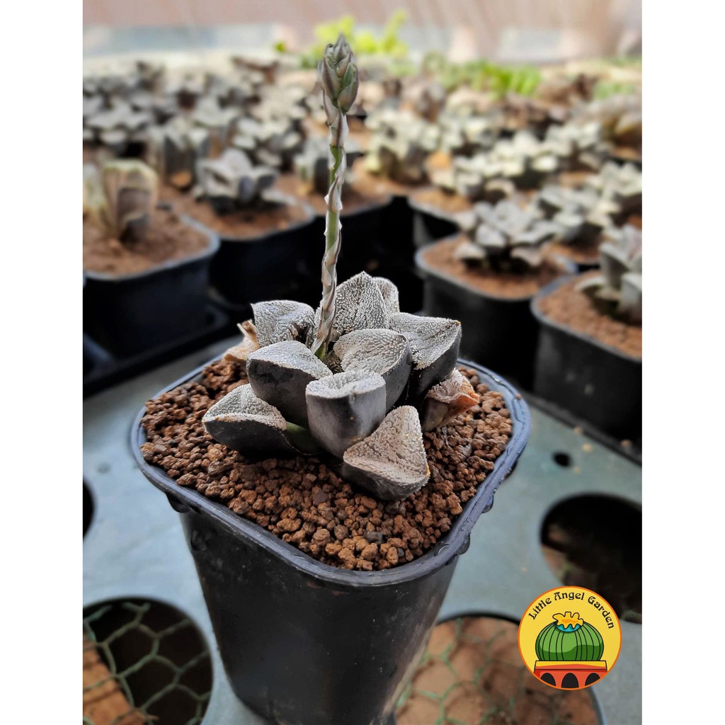 Sen đá kim cương Haworthia Pygmaea - giá rẻ - dễ chăm