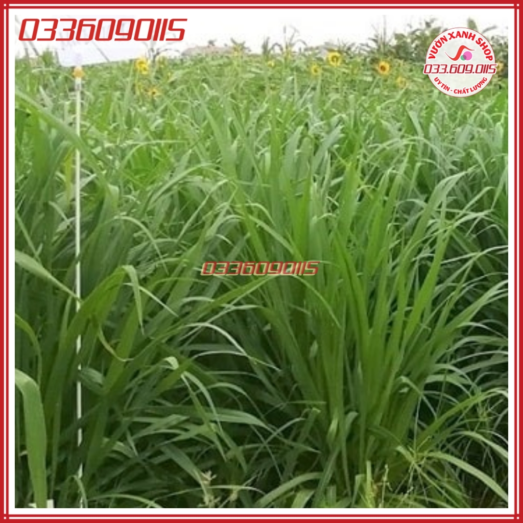 500g Hạt giống cỏ Mutalo 2, giống cỏ chịu lạnh chịu hạn giàu dinh dưỡng - Hạt giống cỏ chăn nuôi loại 1