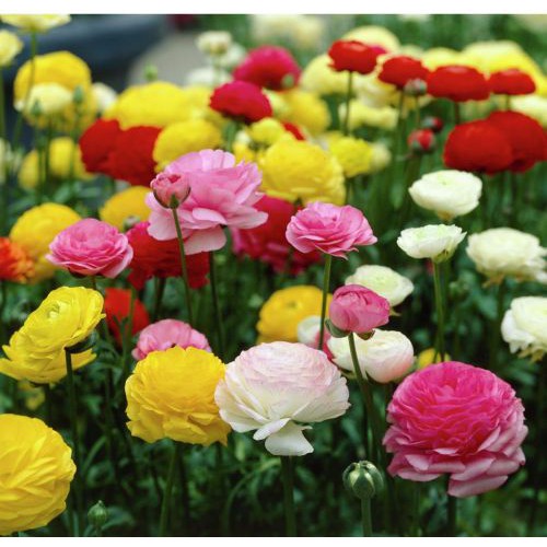 Hạt giống Hoa Hồng ri Ba tư Mix