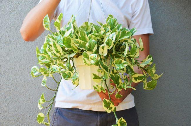 Trầu Bà Ngọc Thuỷ - Cây Cảnh Chậu Treo