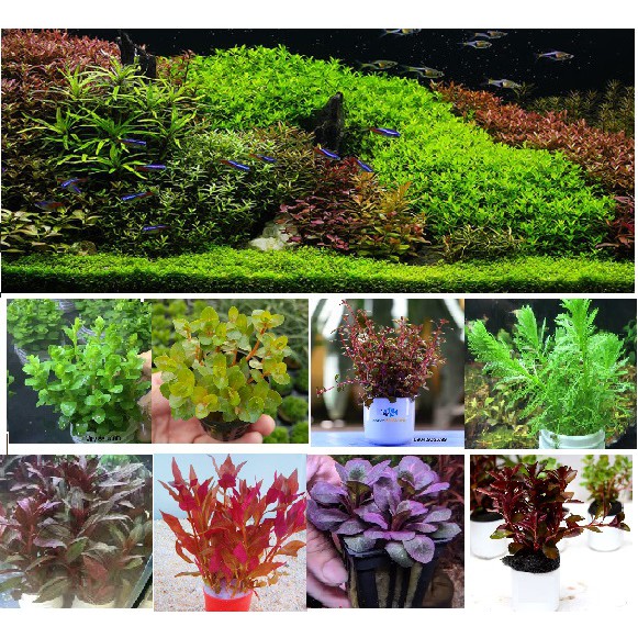 Cây thủy sinh cắt cắm - tổng hợp tất cả các loại(hồng xoăn)