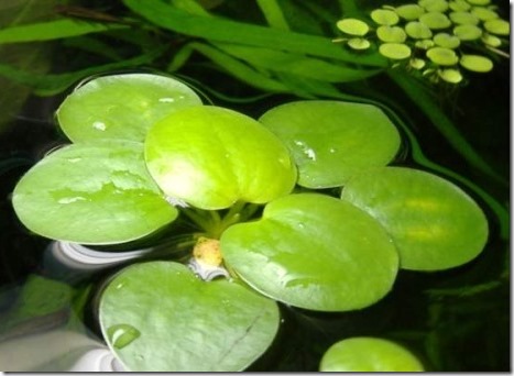 Combo 15 nhánh bèo nhật thủy sinh