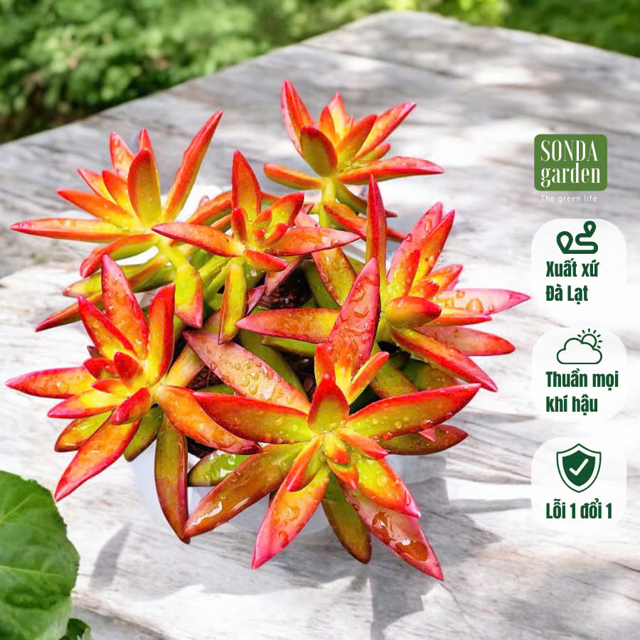 Sen đá đá lửa SONDA GARDEN size trung, cây cảnh trang trí nhà cửa, lỗi 1 đổi 1