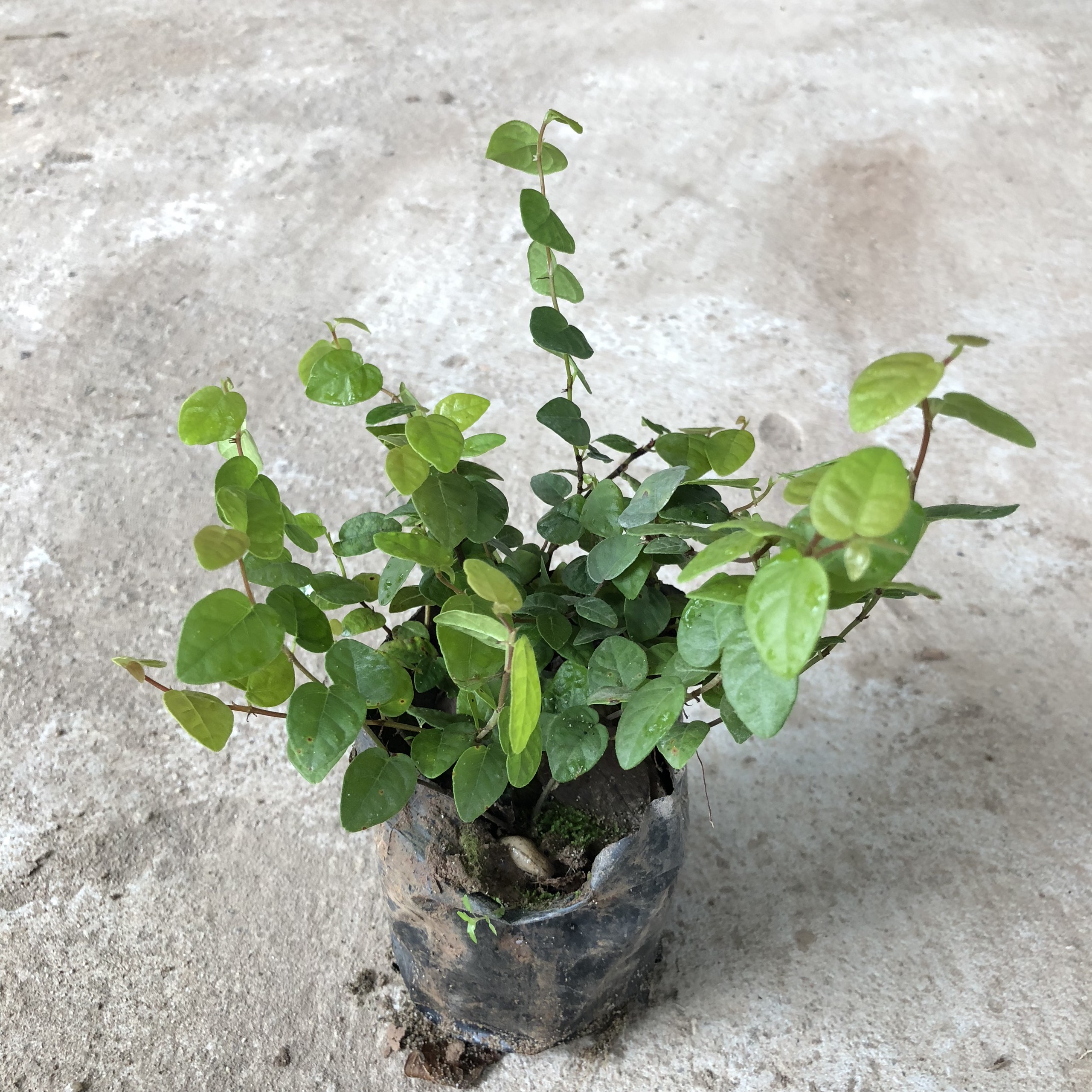 CÂY VẢY ỐC (THẰN LẰN BÒ) TRỒNG BỊCH ĐEN NHIỀU NGỌN SUM SUÊ DÀI 15-20CM CÂY SỐNG KHỎE THÍCH HỢP LÀM CÂY LEO BÁM