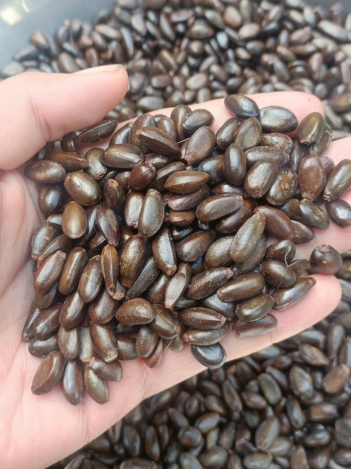 200gram hạt giống cây Na