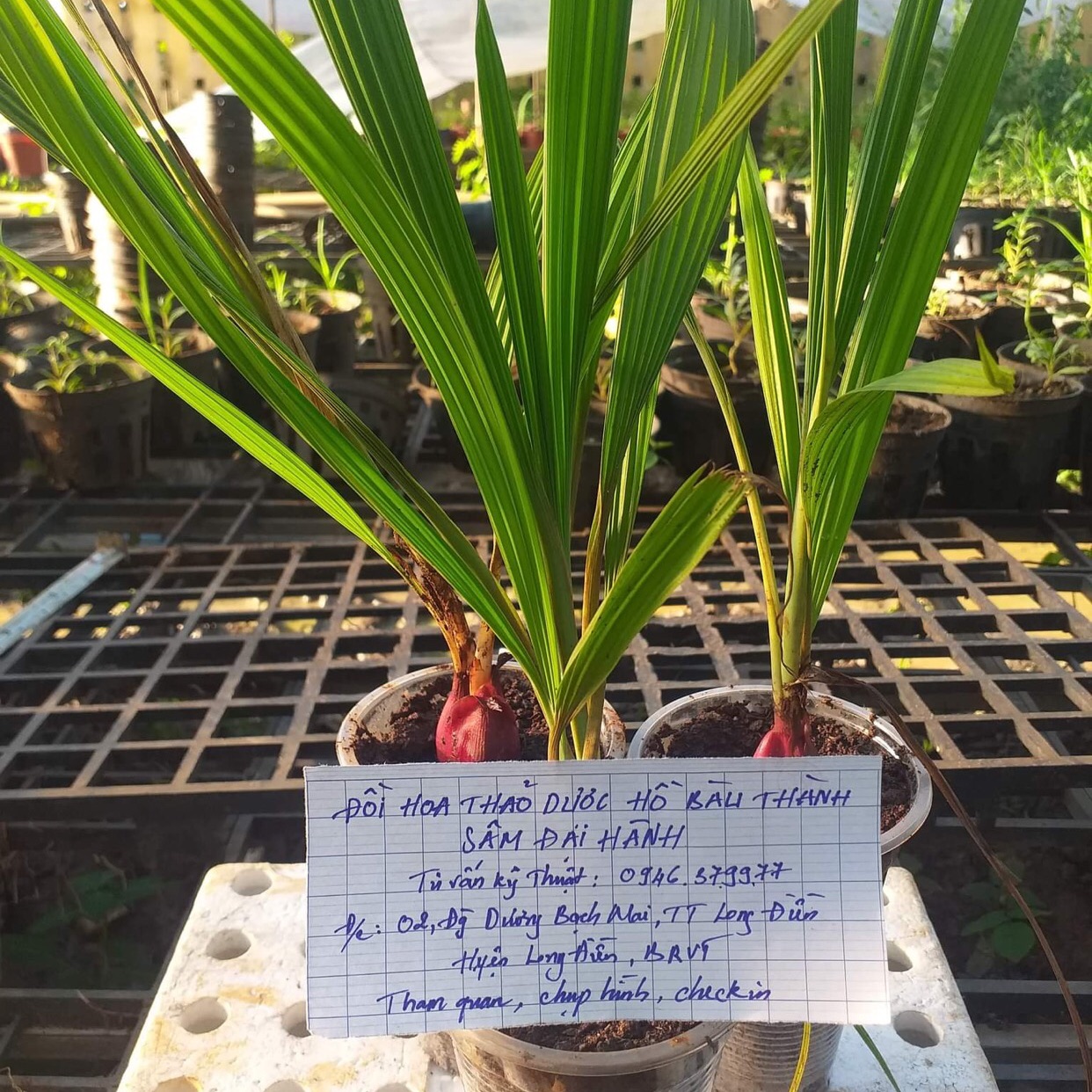 Sâm đại hành, combo 3 bầu như hình