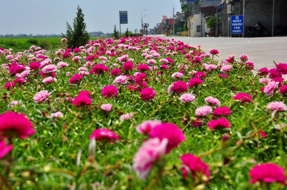 10 giờ kép đủ màu - 1 bó 30 cành giống