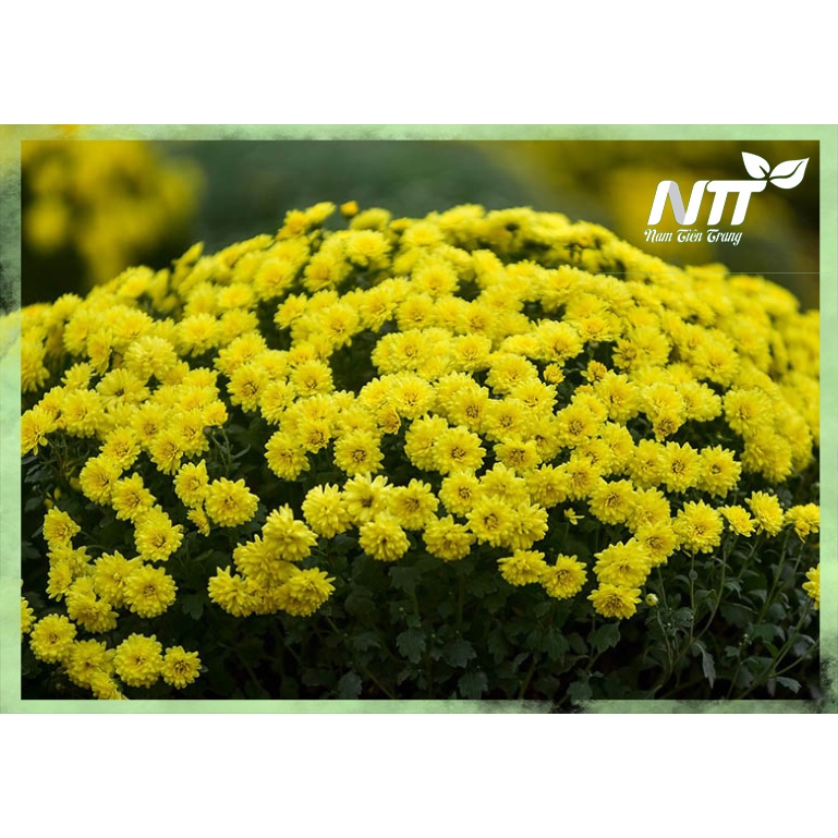 Hạt giống hoa cúc mini vàng
