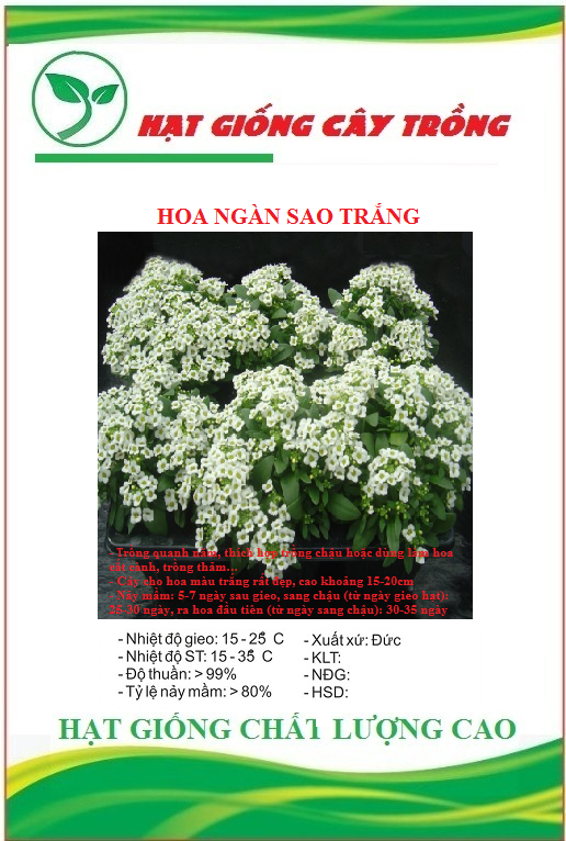 Hạt giống hoa ngàn sao trắng ct452 - gói 50 hạt