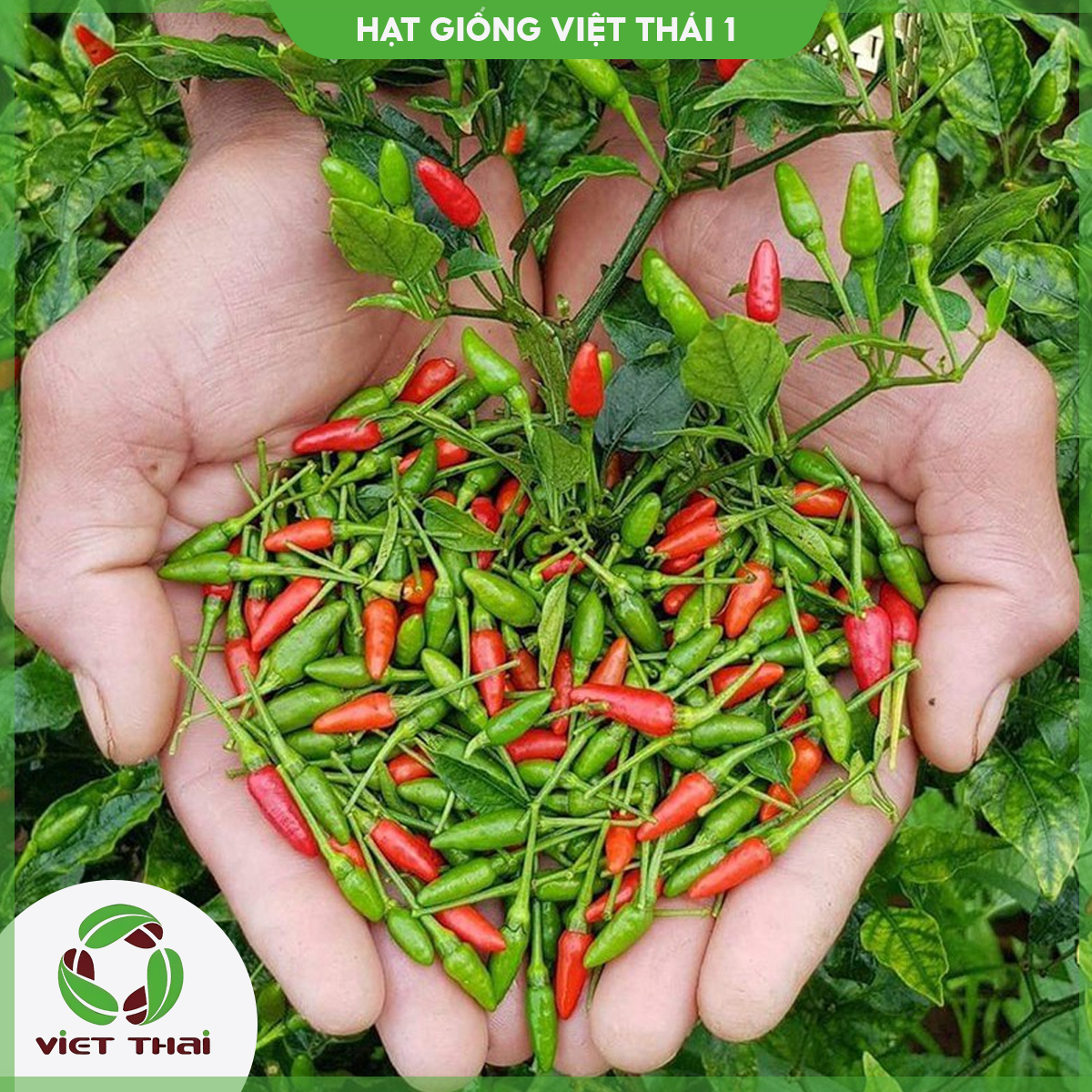 Hạt giống ớt xiêm thơm cay tn - hgvt1