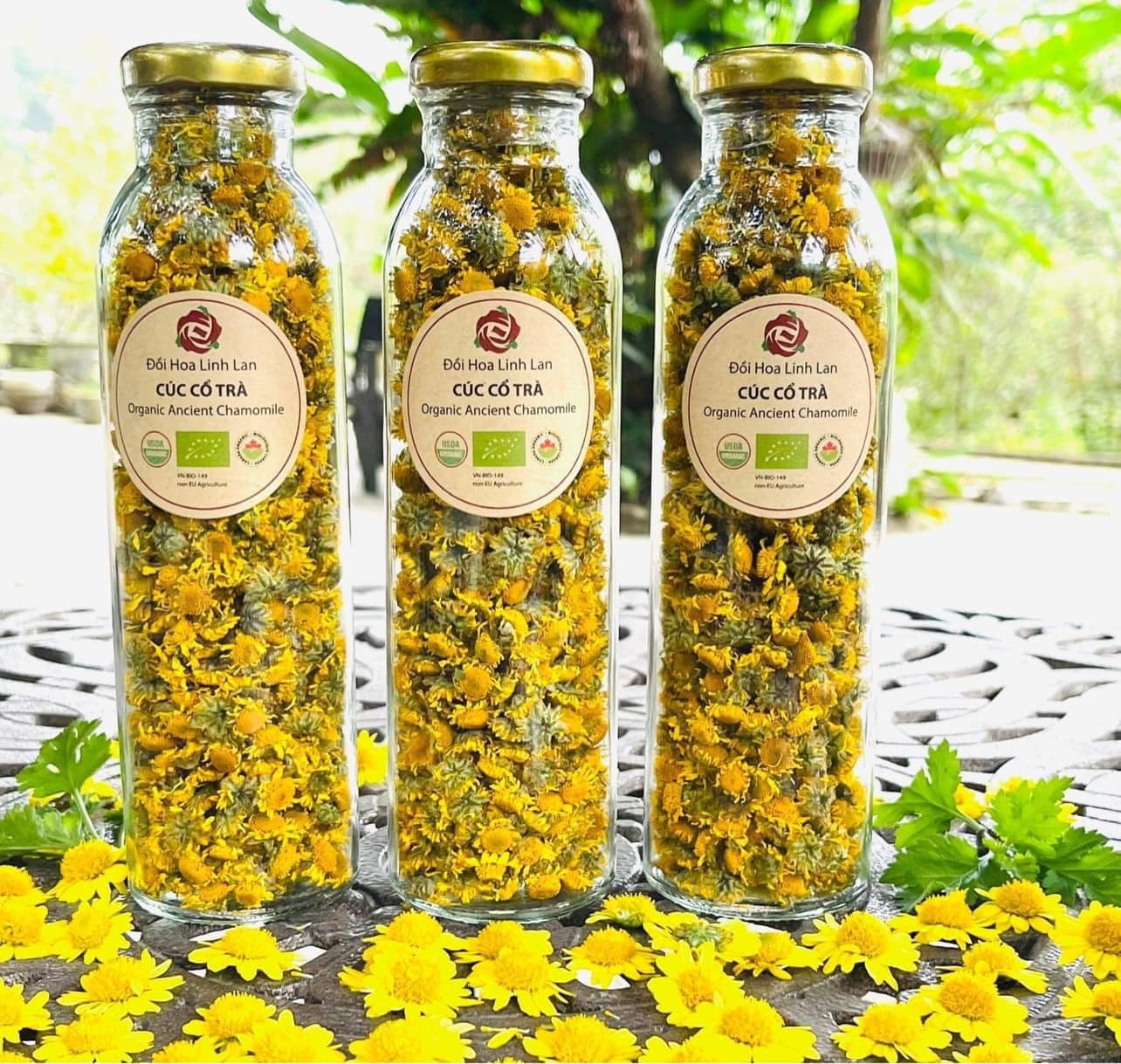 Cúc cổ trà hoa hữu cơ karose - chứng nhận hữu cơ usda