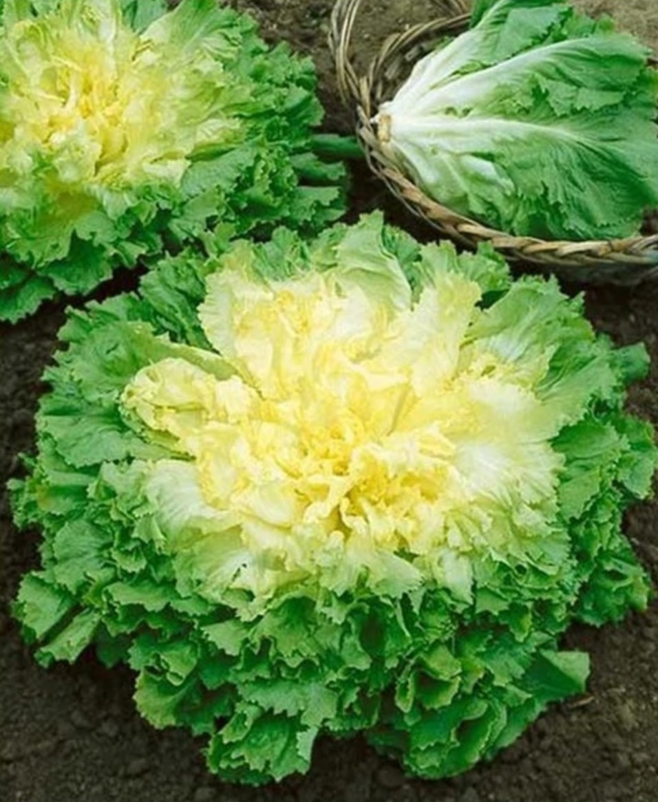 Hạt giồng xà lách Carol