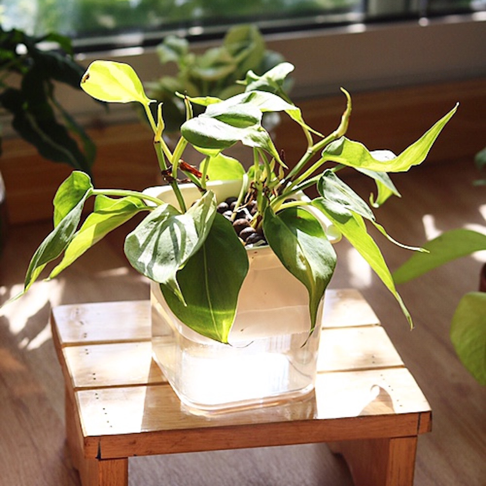 Philodendron hederaceum 'Brasil' (Philodendron 'Brasil', Trầu Bà Brazil) trồng Thuỷ Canh chậu thông minh 2