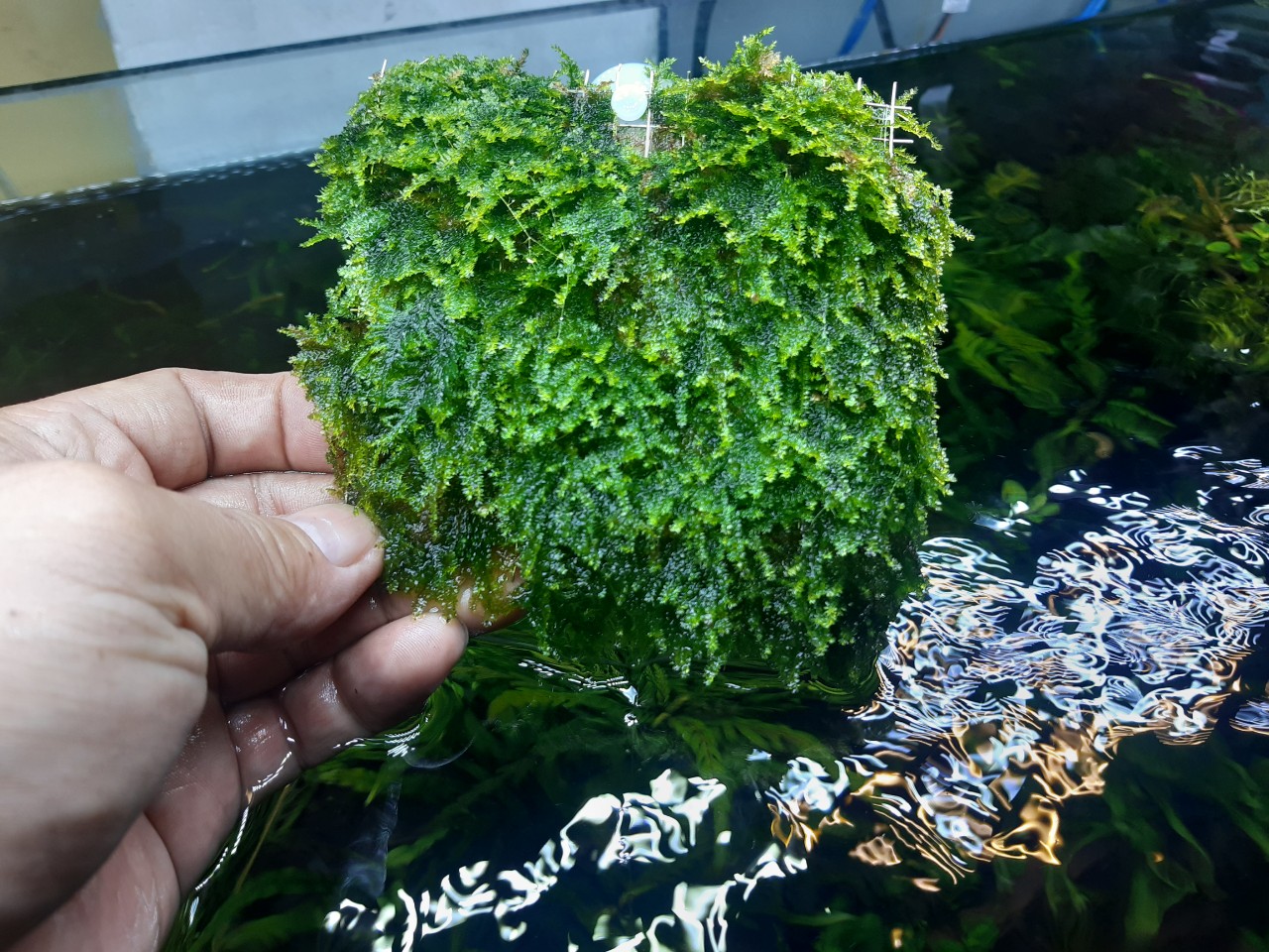 [HCM]Rêu mini Taiwan