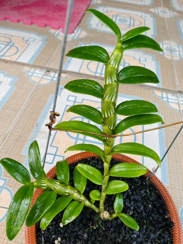 Hoa lan phi điệp - 5ct nha trang