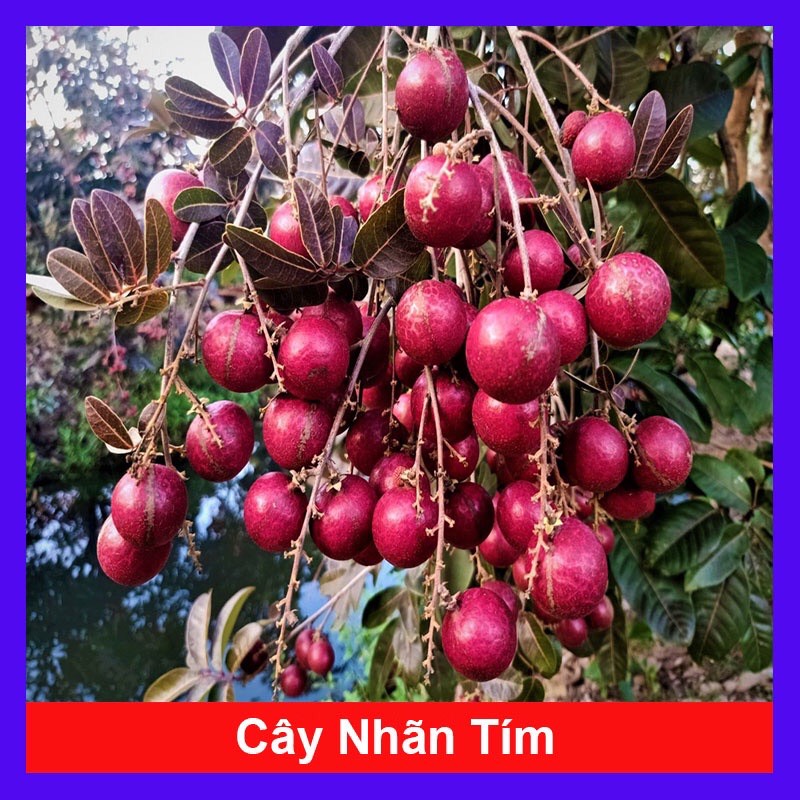 Cây Nhãn Tím - cây ăn quả