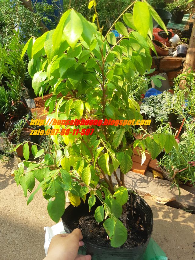 cây khế ăn trái