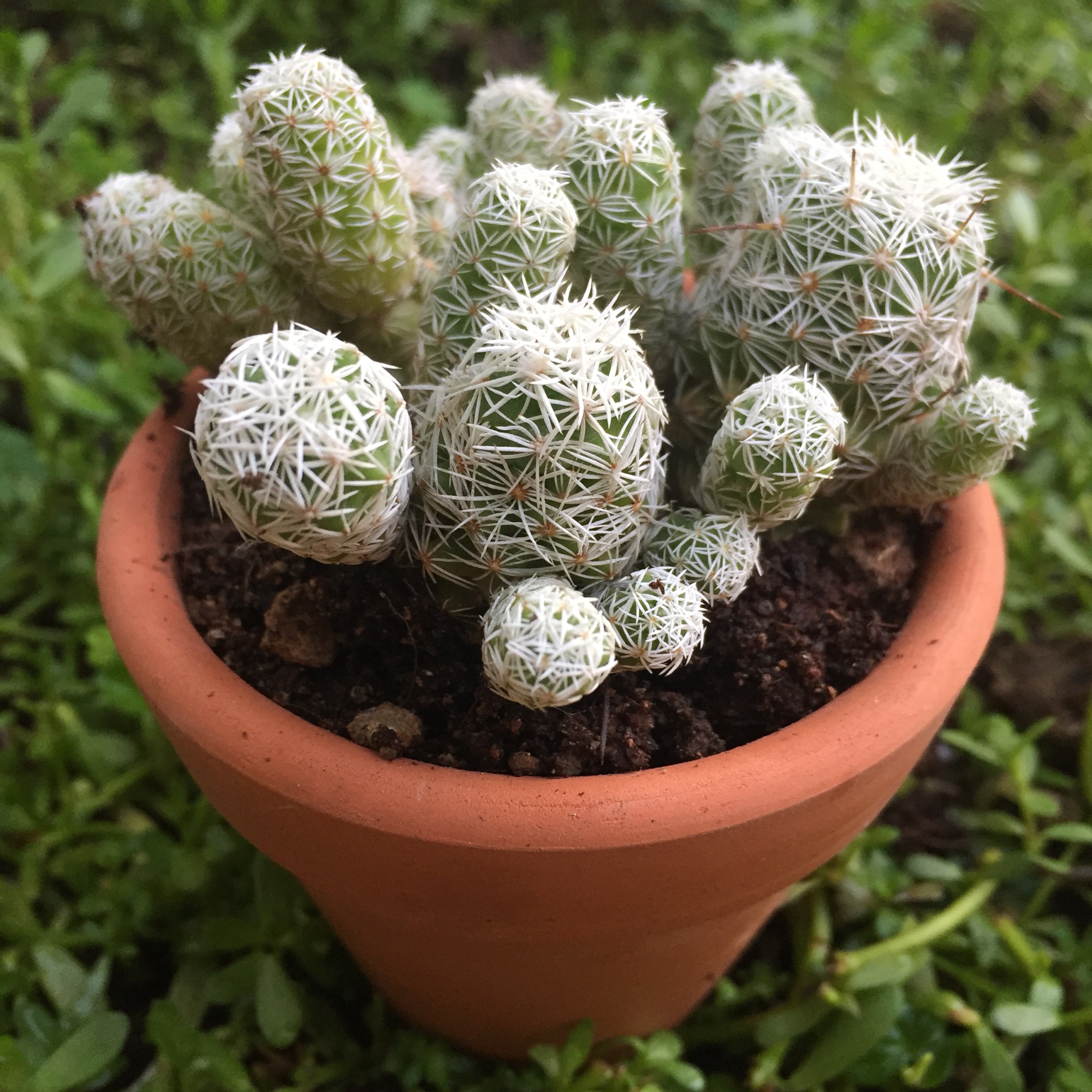 Xương rồng trứng chim (kèm chậu)