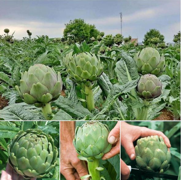 Hạt Giống Cây Atiso Xanh F1 5 hạt/gói ( TẶNG gói kích thích hỗ trợ hạt nảy mầm)