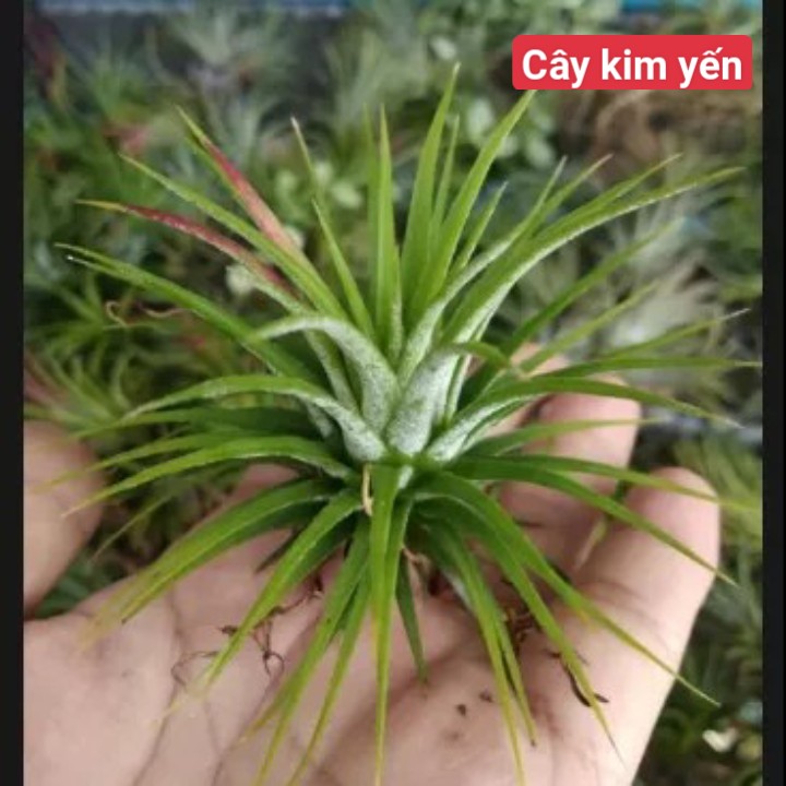 Cây không khí thạch thảo lớn