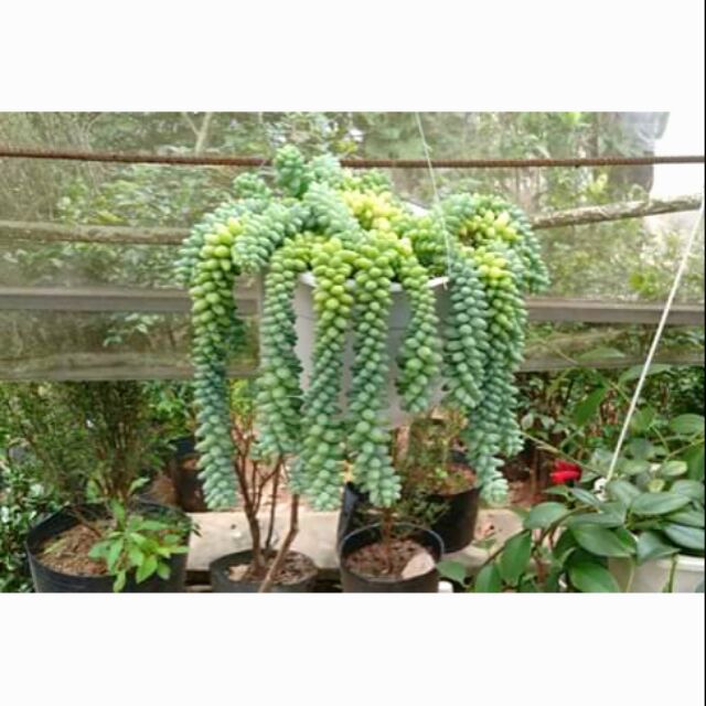 Chậu treo sen đá chuỗi ngọc bi lớn