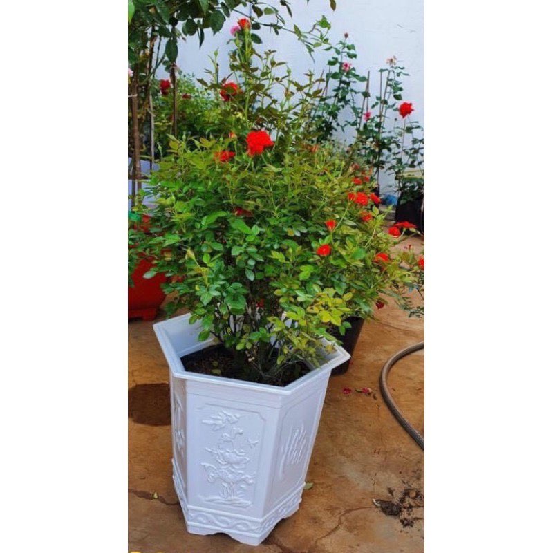 Chậu nhựa lục giác phúc lộc thọ trắng cao có 2 size