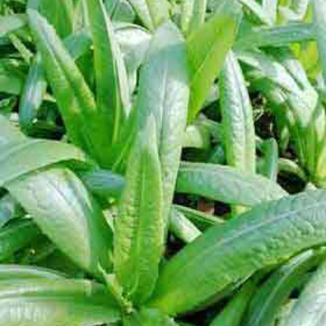 HẠT GIỐNG RAU DIẾP THƠM