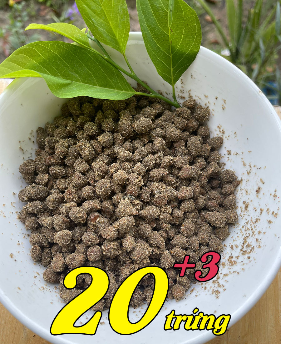 Trứng cào cào cốm giống dễ nuôi dùng làm mồi cho chim cảnh, cá cảnh, tắc kè, thú cưng